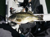 20.25 inch lmb thumb