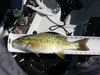 17.25 smallie thumb