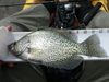 Crappie lake shasta 04 22 11 12 inches r thumb