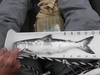 Salmon 12.125 thumb