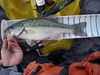 Imgp4742 resize thumb