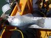 15 in crappie thumb