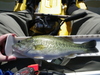 Spotted bass 04 26 11 lake shasta r 15 1 2r thumb