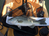 Lmb 2 thumb