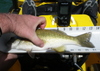 Sm bass lake shasta 5 1 11 r thumb