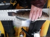05 15 11 shelter cove  78  14 3quarter greenling sm thumb