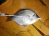 05 16 11 shelter cove  61  12 1quarter perch sm thumb
