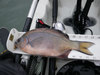 13.5 inch perch thumb