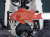 19.5 inch vermillion thumb