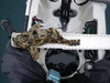 18.25 inch cabezon  thumb