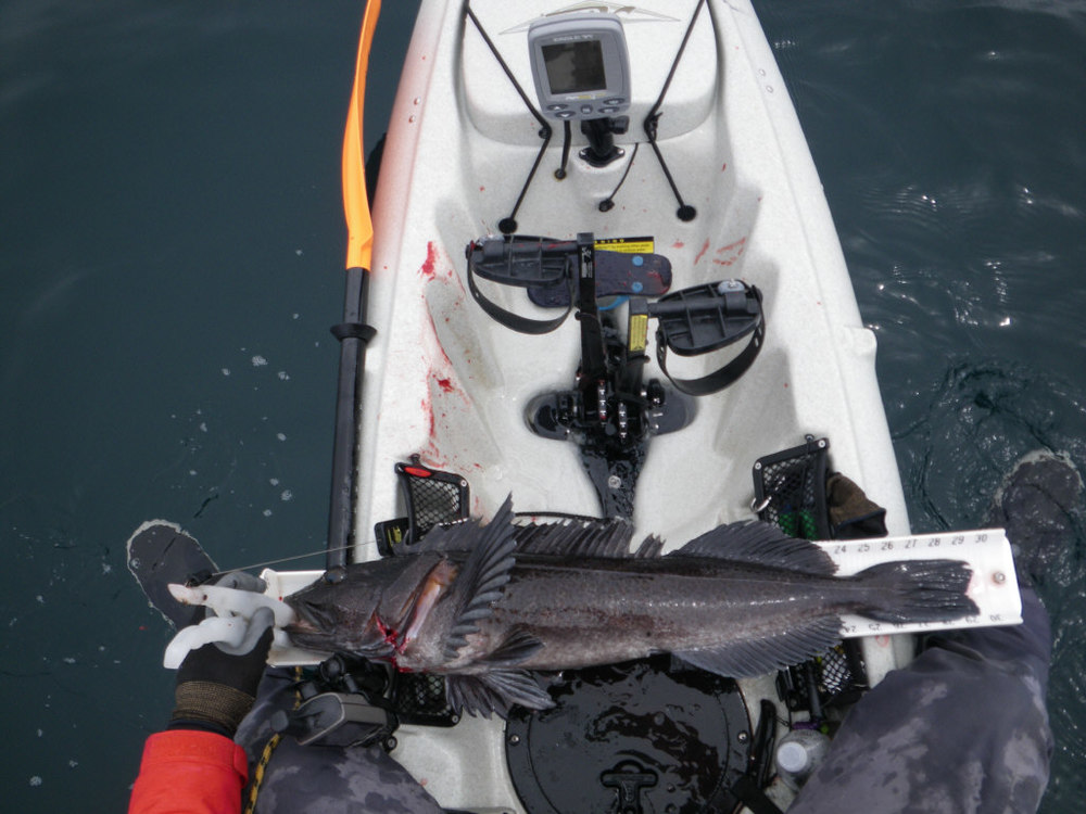 29.75 inch lingcod