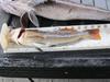 Greenling  14   shelter cove thumb