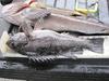 Black rockcod  16.75   shelter cover thumb