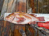 Copper1 thumb