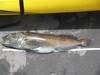 Lingcod1 thumb