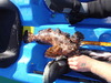 Dsc08396cabbiesixteen thumb
