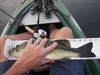 Lmb 16.75 thumb