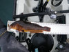 16 inch greenling1 thumb
