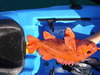 Dsc08387rockietwentythree thumb