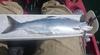 Kokanee  3  thumb