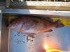 Hobbs rockfish thumb