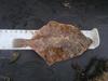 16 75 flounder thumb