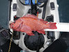 21.5 inch red1 thumb