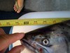 Salmon  640x480  thumb