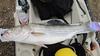 Striper  34 in.  lake mendo  10 1 11 thumb