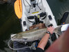 35 inch salmon thumb