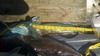 Lingcod thumb