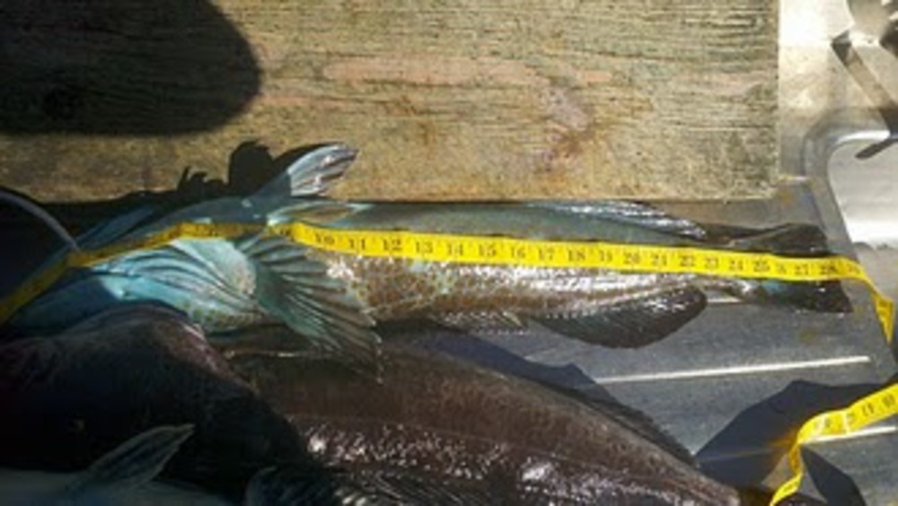 Lingcod