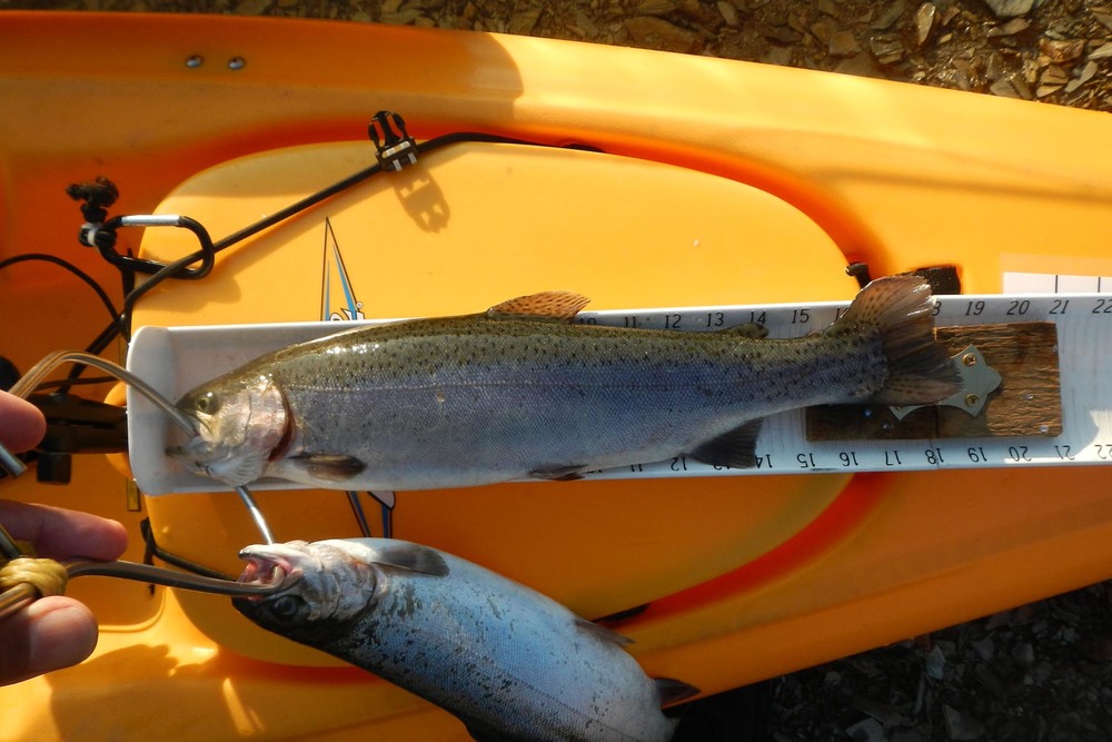 Ama trout