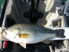 Sport fishing 115 thumb