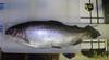 First trout of 2012 resized  2  thumb