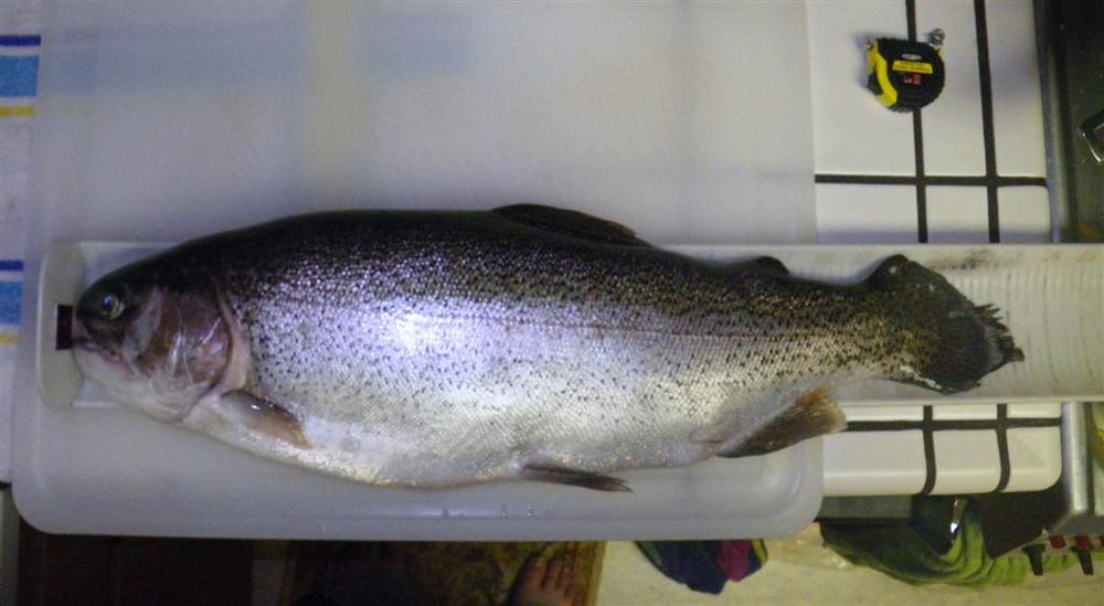 First trout of 2012 resized  2 