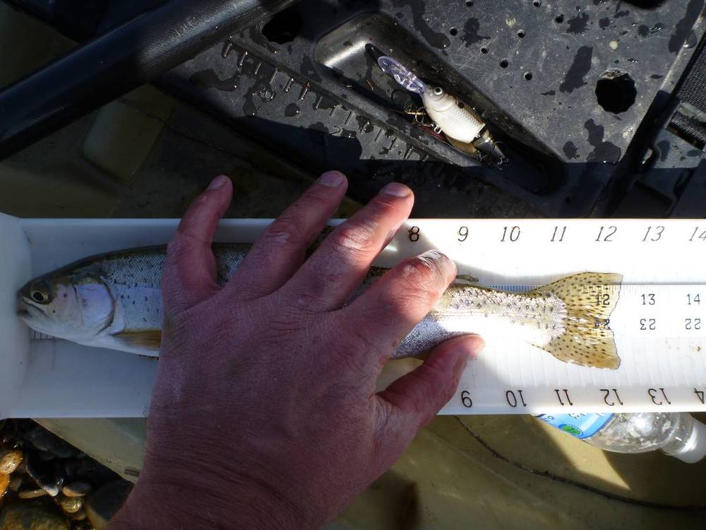 Sjrtrout12.5