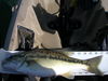 Sport fishing 119 thumb