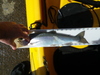 Trout wt 3 10 12 15. 78 thumb