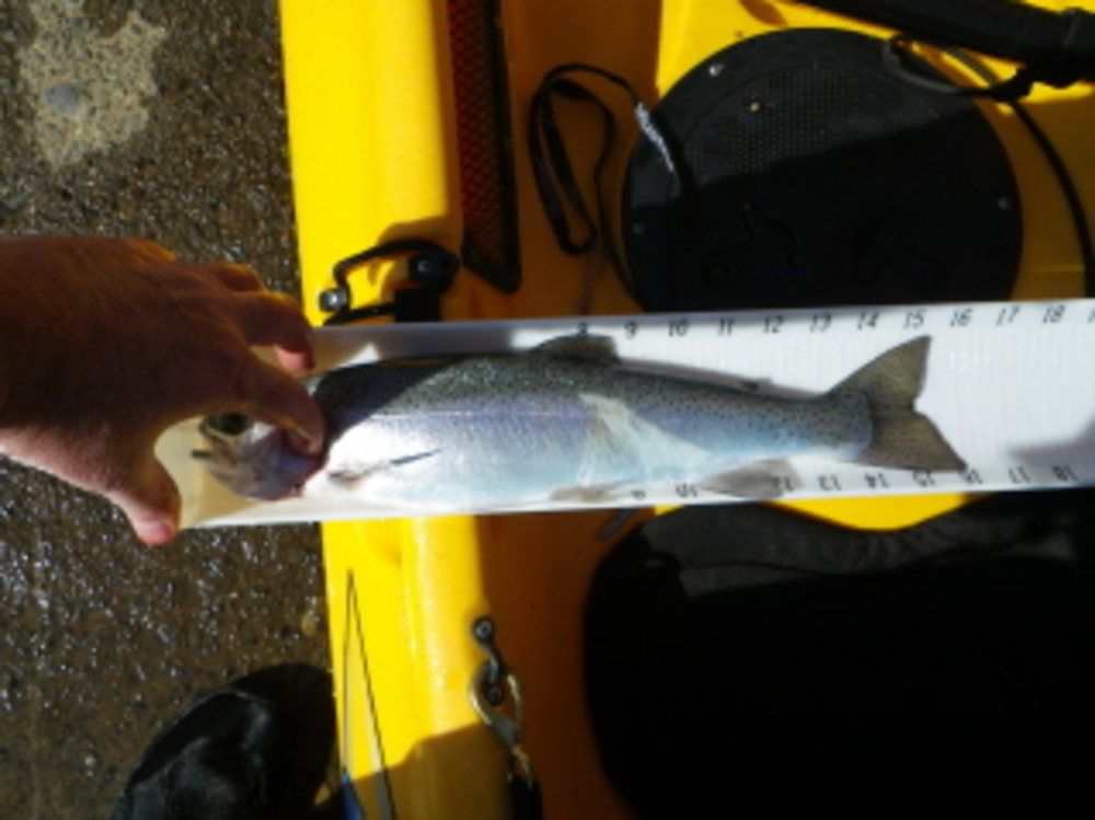 Trout wt 3 10 12 15. 78