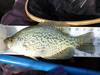 3.18crappie thumb
