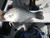 2012 crappie thumb