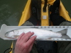 Rainbow trout whiskeytown 04 03 12 r thumb