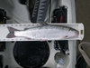 2012 trout thumb