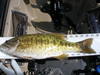 Sport fishing thumb