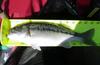 New melones 4 7 4 8 044 thumb