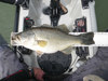 2012lmb thumb
