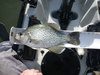 2012crappie thumb