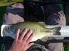 2012aoty20inch thumb