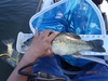 16 1 lmb thumb